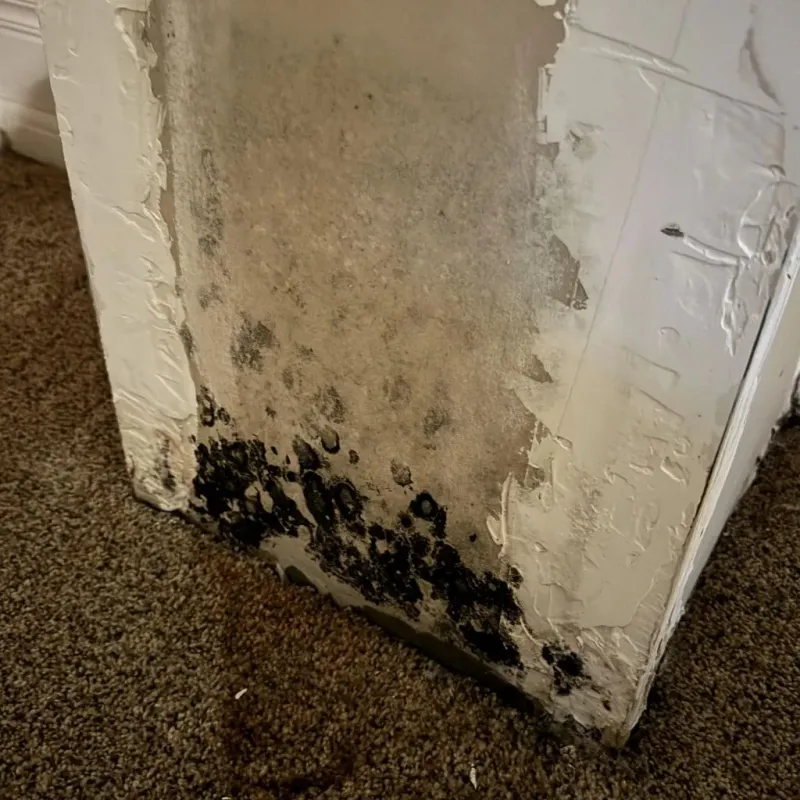 Professional Mold Removal in Ojai, CA